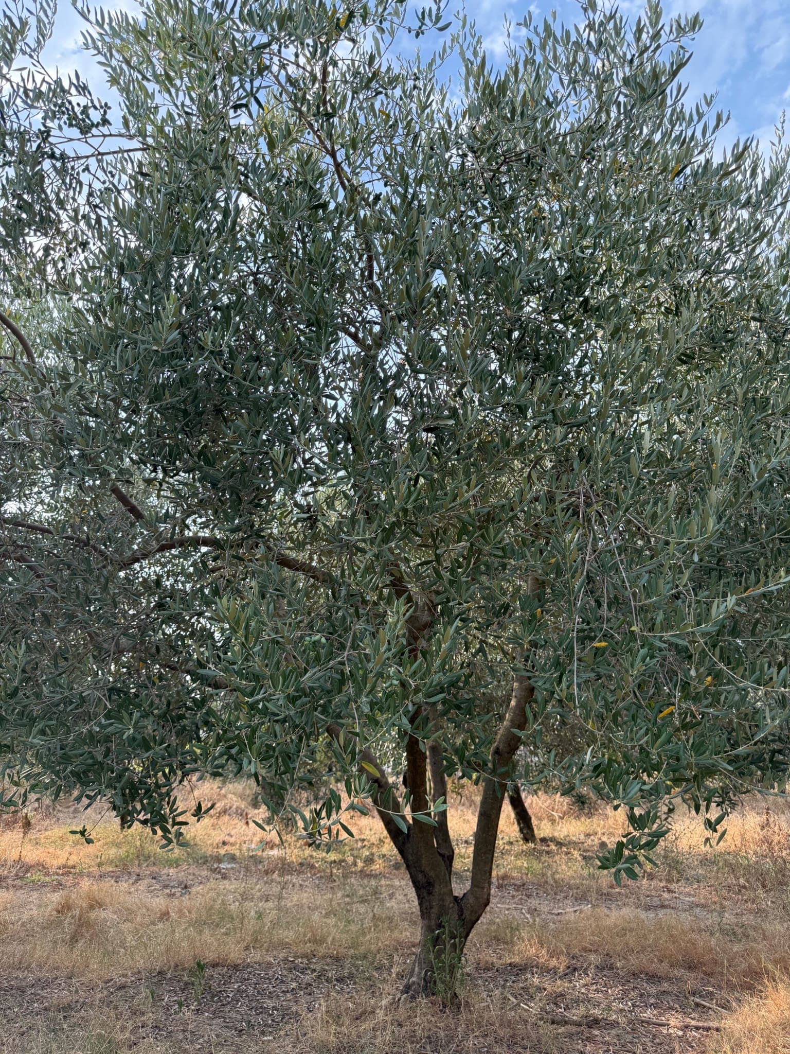 TRIPLE E — IMG-20251212-WA0017