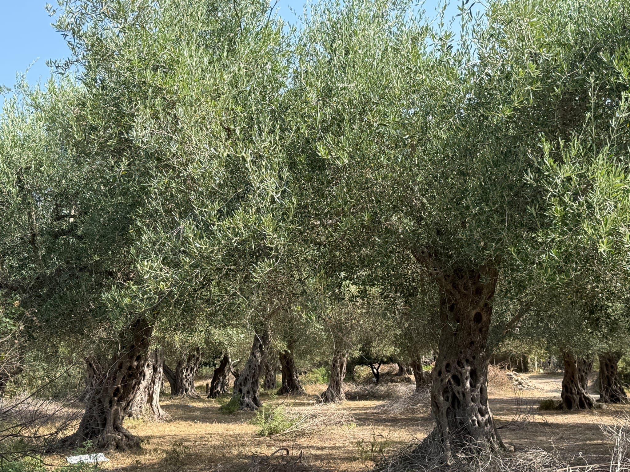 TRIPLE E — IMG-20251212-WA0025